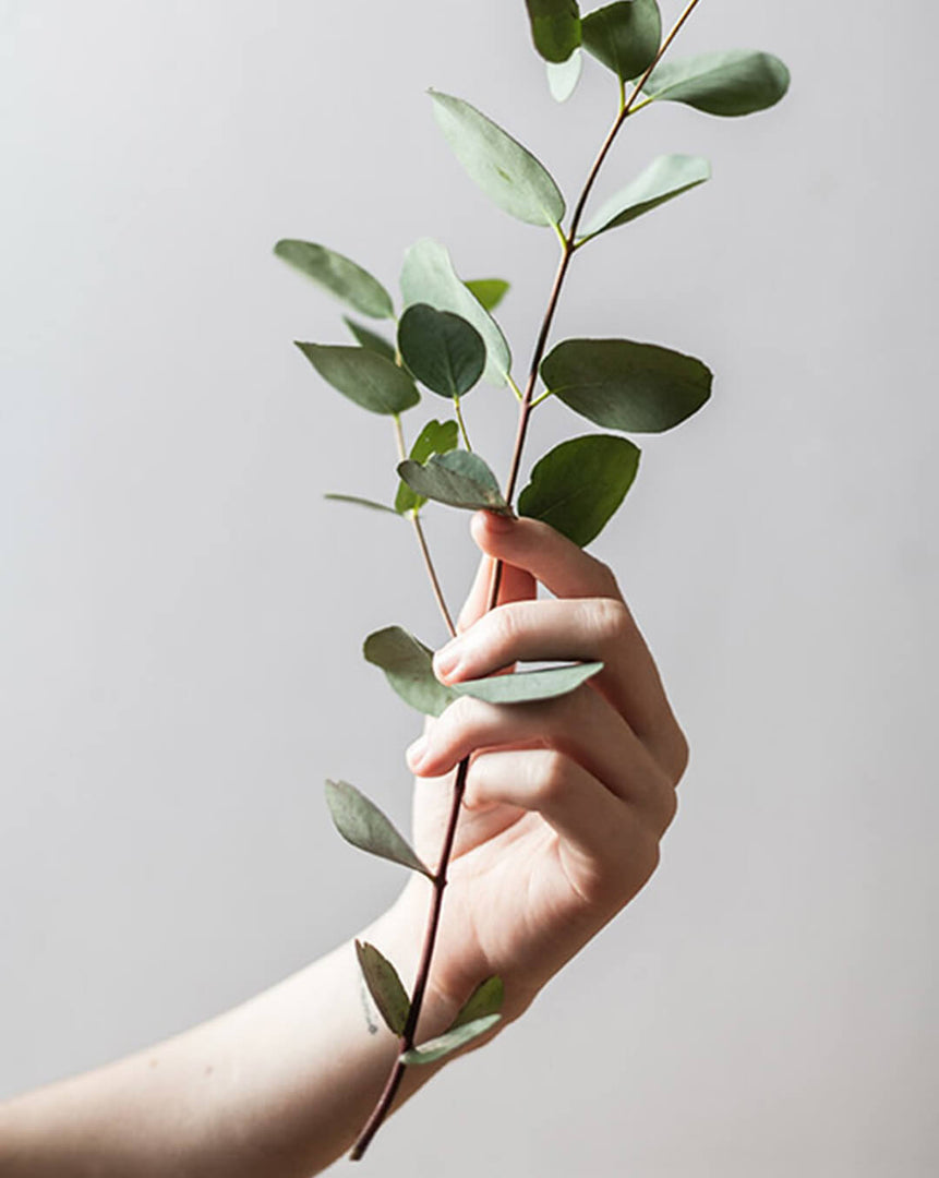 Bohemian | Eucalyptus + Peppermint Leaf Large Candle