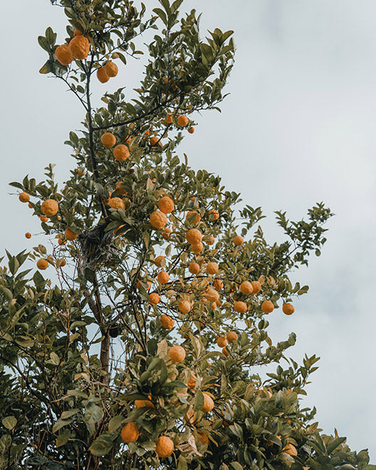 Soller | Warm Orange + Seared Amber | Premium Soy Wax 200g Candle